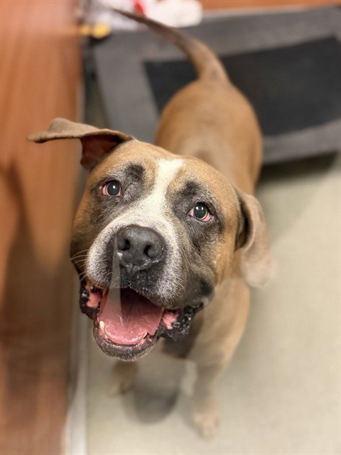 HERSHEY - American Bulldog available for adoption