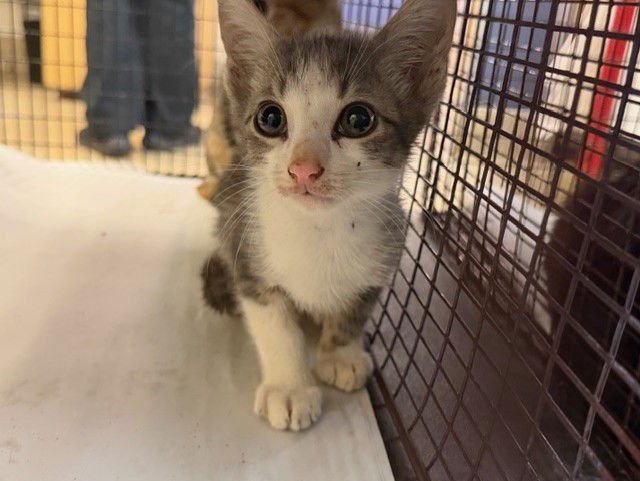 BRALO - Domestic Short Hair available for adoption