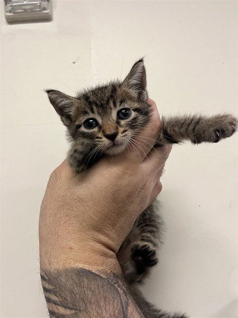HONEYBUN - Domestic Short Hair available for adoption