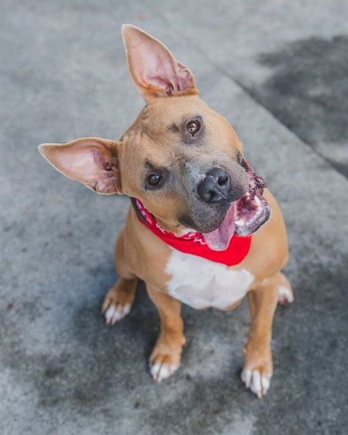 ROWAN - Bull Terrier available for adoption