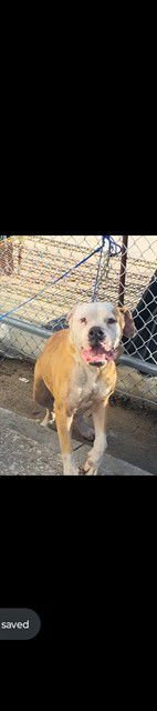 CAFE CON LECHE - Boxer available for adoption