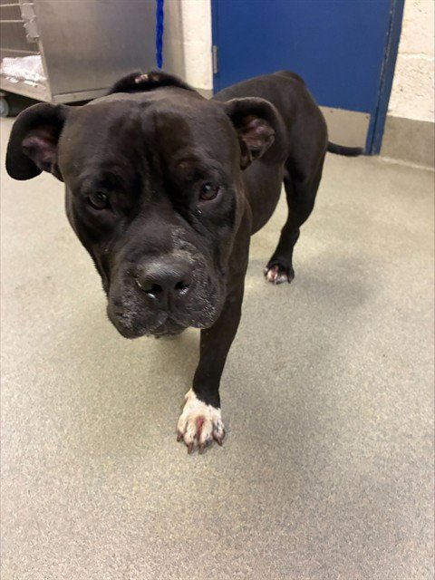 DEXTER - American Bulldog available for adoption