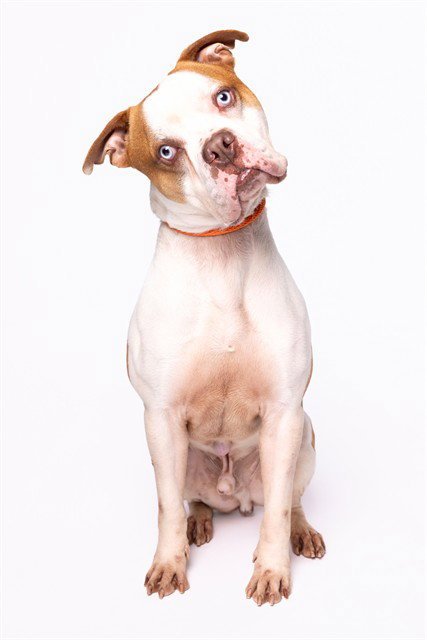 MR.WIGGLE PANTS - American Bulldog available for adoption