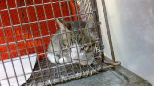 BRODY - Domestic Short Hair available for adoption
