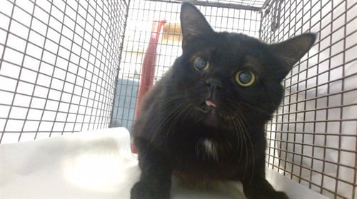 CATALOP - Persian available for adoption