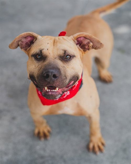 EMBER - Black Mouth Cur available for adoption