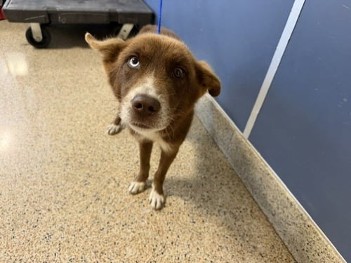 KNOX - Siberian Husky available for adoption