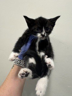 SWEET PEA - Domestic Short Hair available for adoption