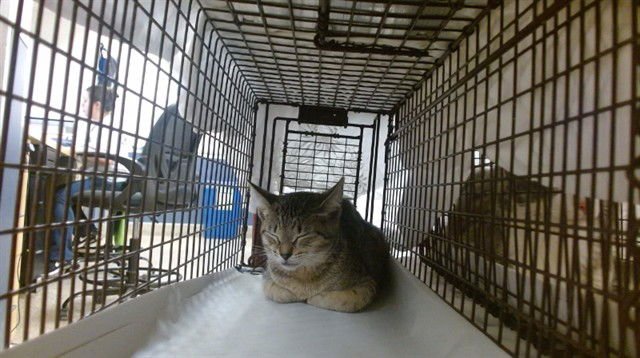 VIVI - Domestic Short Hair available for adoption