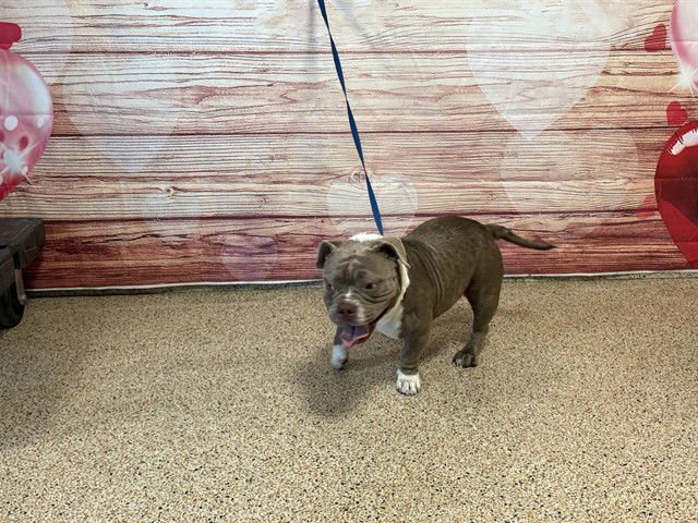 WILLOW - American Bulldog available for adoption