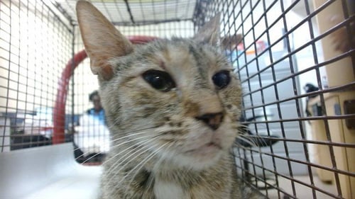 MACHU - Domestic Short Hair available for adoption