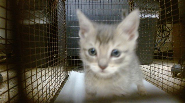 TOMMY - Domestic Short Hair available for adoption