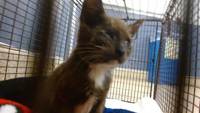 CHOCOLATE - Domestic Short Hair available for adoption