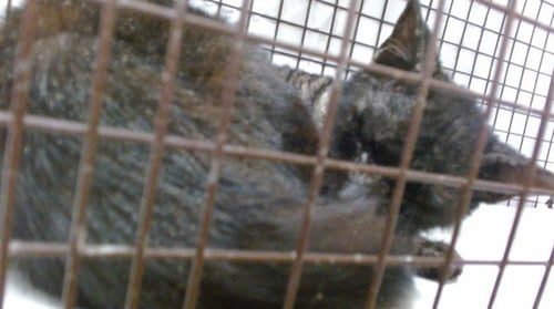ROCK - Domestic Short Hair available for adoption