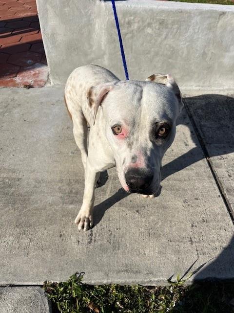 ZEUS - American Bulldog available for adoption