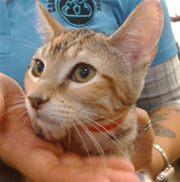 CLARA - Domestic Short Hair available for adoption