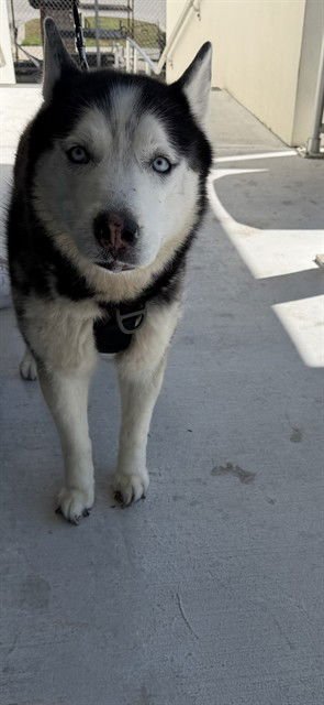 SKY - Siberian Husky available for adoption