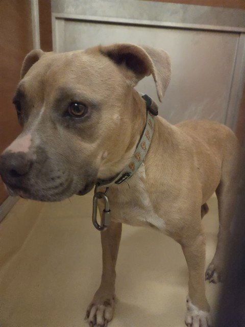 MILLY - Pit Bull Terrier available for adoption