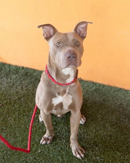 RYDER - American Staffordshire Terrier available for adoption