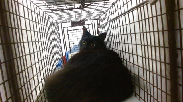 LUCAS - Domestic Long Hair available for adoption