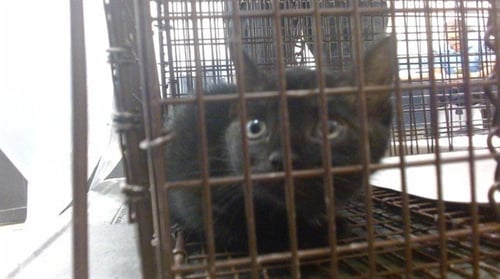 REBECCA - Domestic Short Hair available for adoption