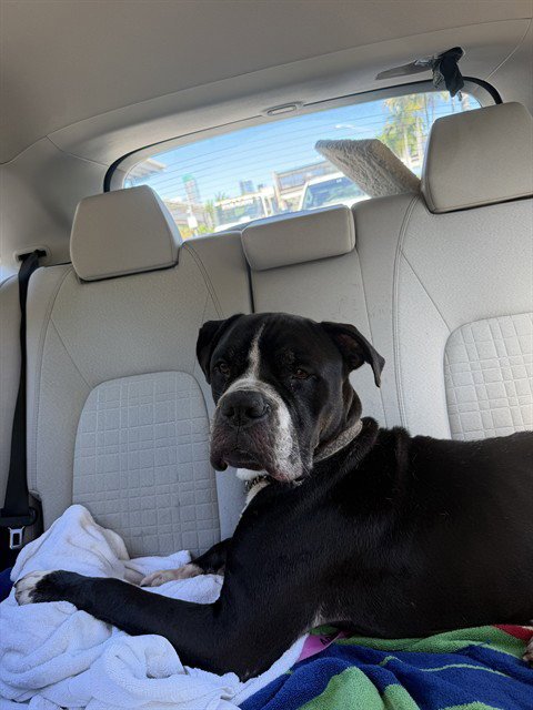 TOBBY - Bulldog / Boxer available for adoption