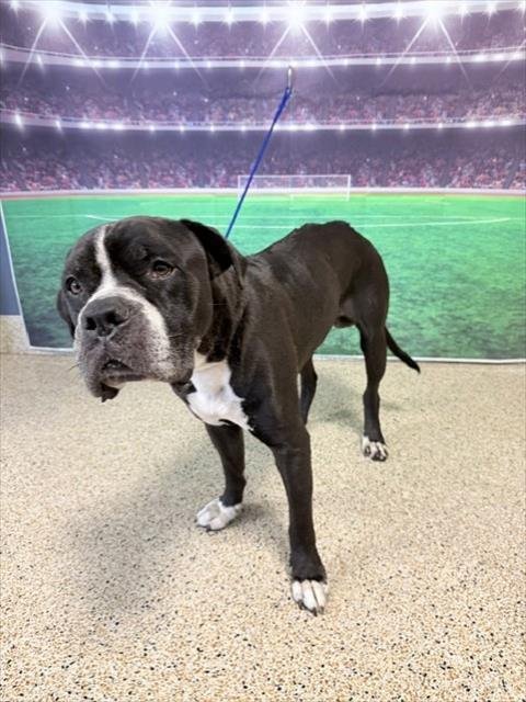 TOBBY - Bulldog / Boxer available for adoption