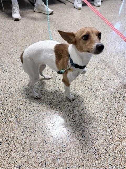 SOL - Rat Terrier available for adoption