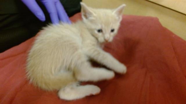 TUK TUK - Domestic Short Hair available for adoption