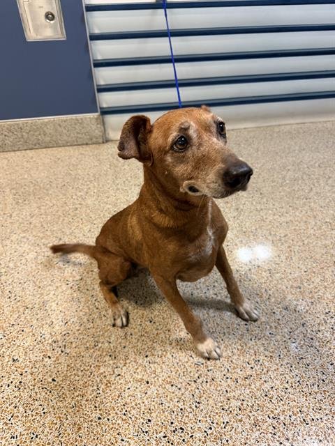PENNY - Vizsla available for adoption