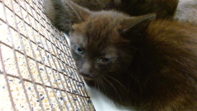 WINDY - Domestic Short Hair available for adoption