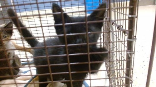 KIT - Domestic Short Hair available for adoption