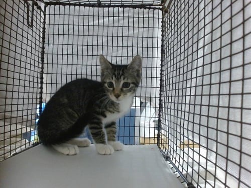SELKIE - Domestic Short Hair available for adoption