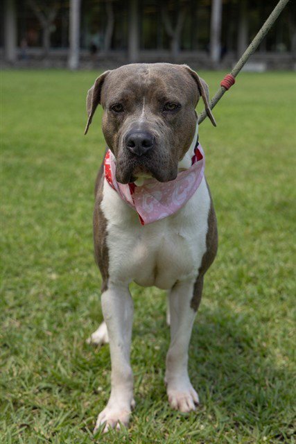 SOMBRA - American Bulldog available for adoption