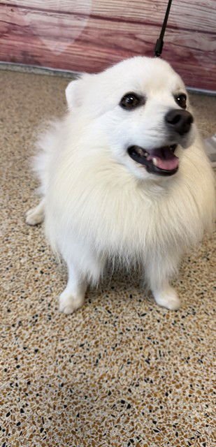 BOLT - American Eskimo Dog available for adoption