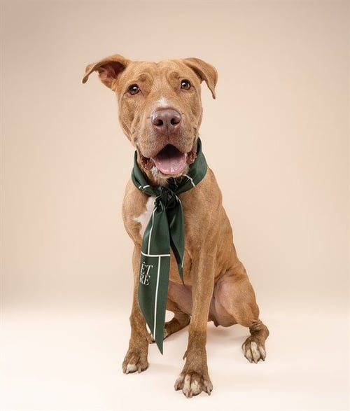 GRACE - American Bulldog for adoption in Hialeah