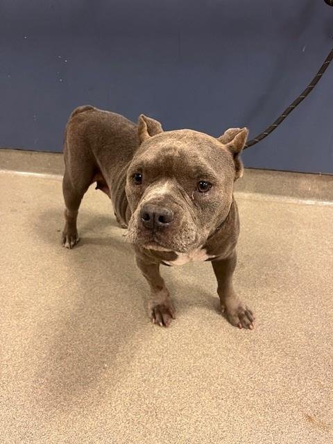 PENELOPE - American Bulldog available for adoption