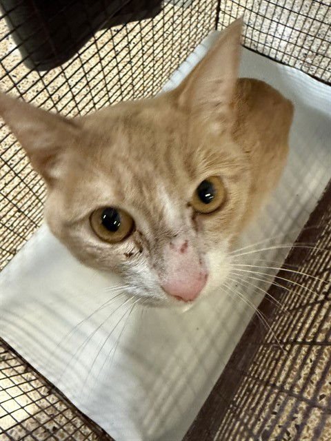 CHICKEN NUGGET - Domestic Short Hair available for adoption