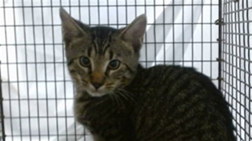 MISA - Domestic Short Hair available for adoption