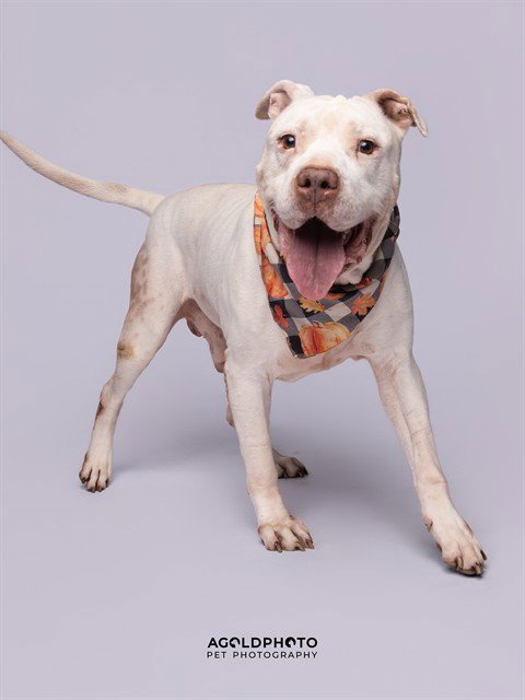 TAIRN - American Bulldog for adoption in Hialeah