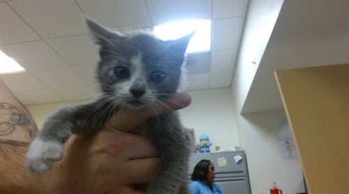 FINN - Domestic Short Hair available for adoption