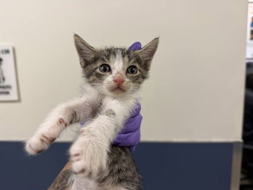 POPCORN - Domestic Short Hair available for adoption