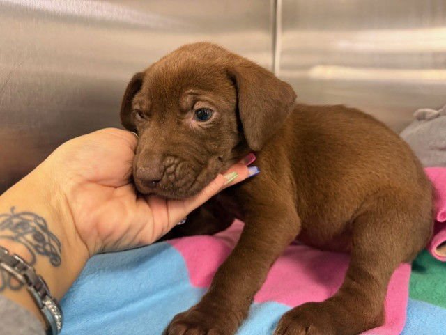 CANELA - Labrador Retriever available for adoption