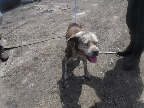 LENA - American Bulldog available for adoption