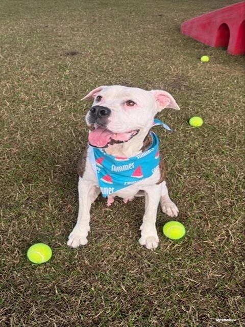 LENA - American Bulldog available for adoption