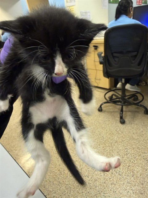 PIMIENTA - Domestic Short Hair available for adoption