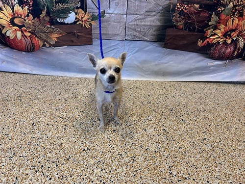 LILI - Chihuahua available for adoption