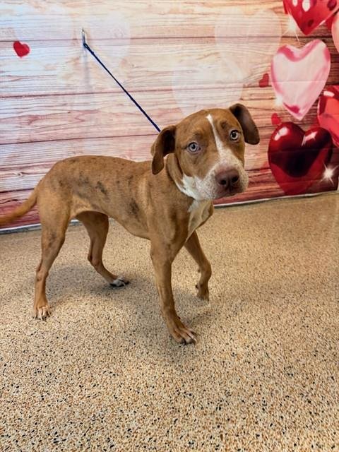 BELLA - English Pointer available for adoption