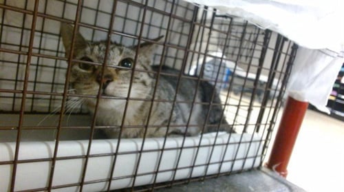 BEAU - Domestic Short Hair available for adoption