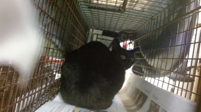 TRINY - Domestic Short Hair available for adoption